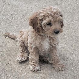 Cockapoos from Stone Creek Kennel