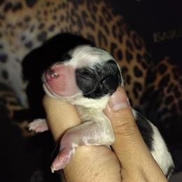 Blk parti girl - Parti female Miniature Schnauzer puppy in Florida from Central Florida Schnauzers