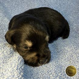 Tucker - Black and silver male Miniature Schnauzer puppy in Frankford, Delaware from Miniature Schnauzers of Delmarva