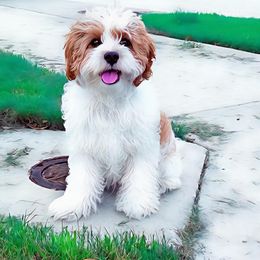 Cavalier King Charles Spaniel and Cavapoo All Grown Up from Terrace Cavaliers and Cavapoo’s