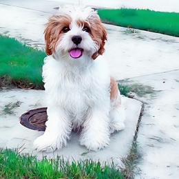 Cavalier King Charles Spaniel and Cavapoo All Grown Up from Terrace Cavaliers and Cavapoo’s
