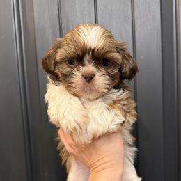 Cupid - Liver and white male Shih Tzu puppy in Stroud, Oklahoma from Laik’s Little Shihtz & Poms