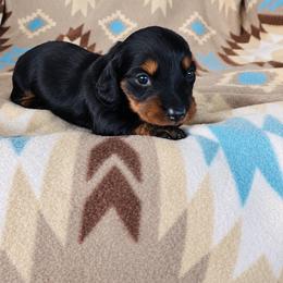Boy 2 - Black and tan male Dachshund puppy in Oklahoma from Red Oak Long Dogs