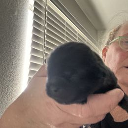 Shih Tzu Puppies from Love4Shihtzu