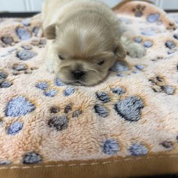 Cindy Lou Who - Cream and white female Shih Tzu puppy in Decatur, Tennessee from Ford Hollow Farms Shih Tzus and Australian Shepherds
