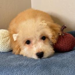 Girl 1 - Apricot female Maltipoo puppy in Bakersfield, California from Silvia's Maltipoos