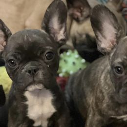 French Bulldogs from Michelle's French Bulldogs