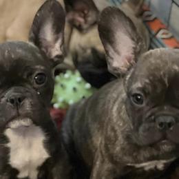 French Bulldogs from Michelle's French Bulldogs