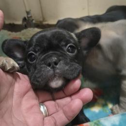Onyx - Brindle female French Bulldog puppy in Belvidere, Nebraska from Amore Kennel