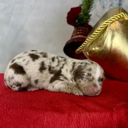 River - Red merle male Australian Shepherd puppy in West Union, Iowa from Boundless Hearts Australian Shepherds LLC