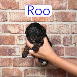 Roo - Black and white male Cavapoo puppy in Calhoun, Georgia from Happy Top Doodles
