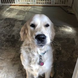 Golden Retriever Puppies from West Coast Cream Goldens