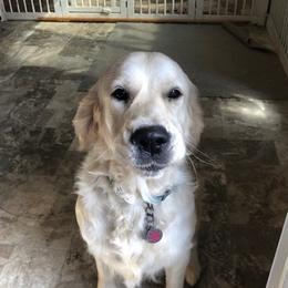 Golden Retriever Puppies from West Coast Cream Goldens