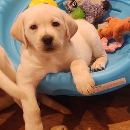 Labrador Retriever Puppies from Regal Oaks Labradors