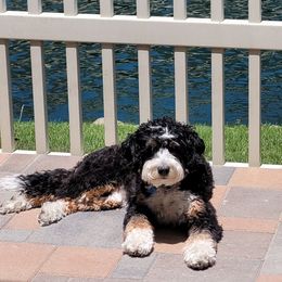 Haley - Bernedoodle