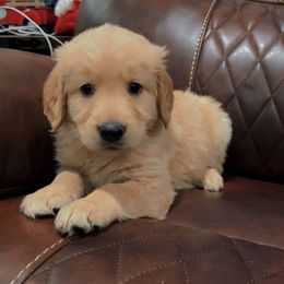 Cocoa - Golden female Golden Retriever puppy in Olathe, Colorado from Duck Dogs Colorado