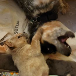 Australian Cattle Dog Puppies from Miller Australian Cattle Dogs