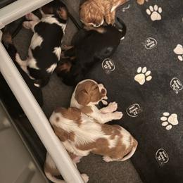 Cavapoo puppies from Ozark Mountain Cavaliers