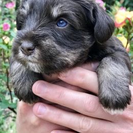 Miniature Schnauzer Puppies from Los Angeles Miniature Schnauzers