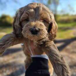 Lady - Red  female Goldendoodle puppy in Forest, Ohio from Mini Doodle Buddies