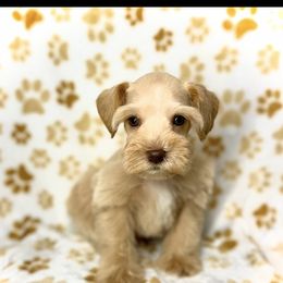 Wheaten boy - Wheaten male Miniature Schnauzer puppy in Kaufman, Texas from KK’s Krazy Kennels