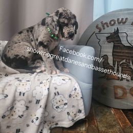 Green Collar - Merle male Great Dane puppy in Alton, Illinois from Show Me Great Danes and Basset Hounds