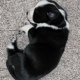 Puppy 4 -Female - Black and white female Border Collie puppy in Danielsville, Georgia from MABorderCollies