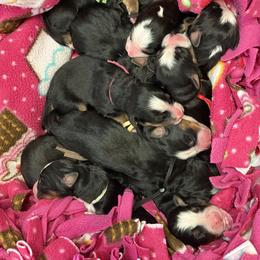 Reese's - Tri-color male Bernese Mountain Dog puppy in Gardner, Kansas from Faith and Family Farm
