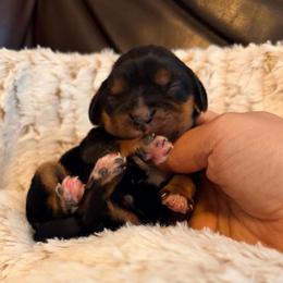 Maple Mochi - Black and tan female Cavalier King Charles Spaniel puppy in De Soto, Missouri from Blooming Cavaliers