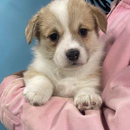 Winston - Red male Pembroke Welsh Corgi puppy in Urbana, Ohio from Edgewood Farm and Kennel