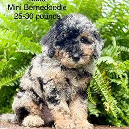 Boy 5 - Tri-color male Bernedoodle puppy in Montrose, Michigan from Livy’s Doodles