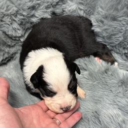 Australian Shepherd Puppies from Bullet & Whiskey’s Pups