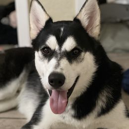 Max - Siberian Husky