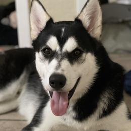 Max - Siberian Husky