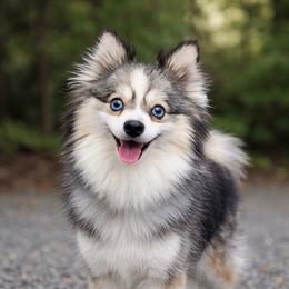 Raine - Pomsky