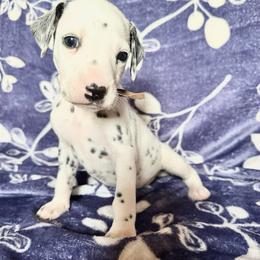 Glacier - White and black male Dalmatian puppy in Travelers Rest, South Carolina from Cotton Top