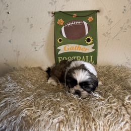 Dodge - Tricolor male Shih Tzu puppy in Hibbing, Minnesota from Iron Range Shih Tzu and Puppies