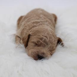 Blue collar - Cream male Poodle puppy in Edmond, Oklahoma from The Redbud Roost