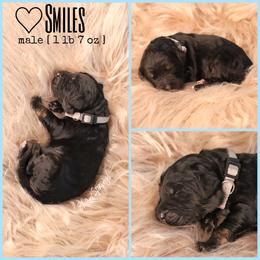 Double Doodle, Goldendoodle, and Sheepadoodle Puppies from Shaw Spring's Canines