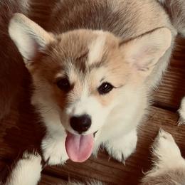 Glyn - Red male Pembroke Welsh Corgi puppy in Inola, Oklahoma from Pine Lane Pembrokes