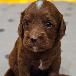 Sven - Red male Cavapoo puppy in Glendale, Arizona from Cool Cavapoos