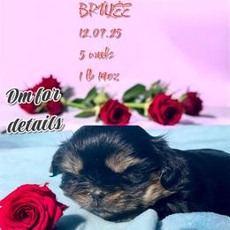Brûlée - Black and tan female Shih Tzu puppy in Sacramento, California from NANA’S  QUALITY SHIH TZU'S