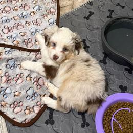 Halo - Red merle female Miniature Australian Shepherd puppy in Shingletown, California from Whiskeytown Aussies