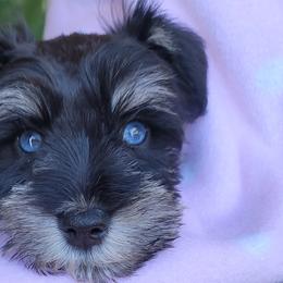 Miniature Schnauzers from The Blue Eyed Schnauzer