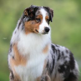 Australian Shepherds from Fiddlers Green Australian Shepherds