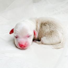 SNOWBALL - Red male Dachshund puppy in Redding, California from Jean & Mae Doxies