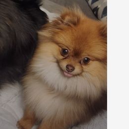 Cricket - Pomeranian