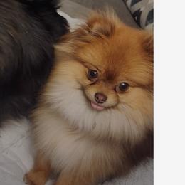 Cricket - Pomeranian