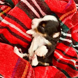 Lucas Sinclair - Black tri-color male Aussiedoodle puppy in Dunn, North Carolina from Sandy Creek Kennels