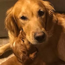 Golden Retrievers from Smokingold Retreivers